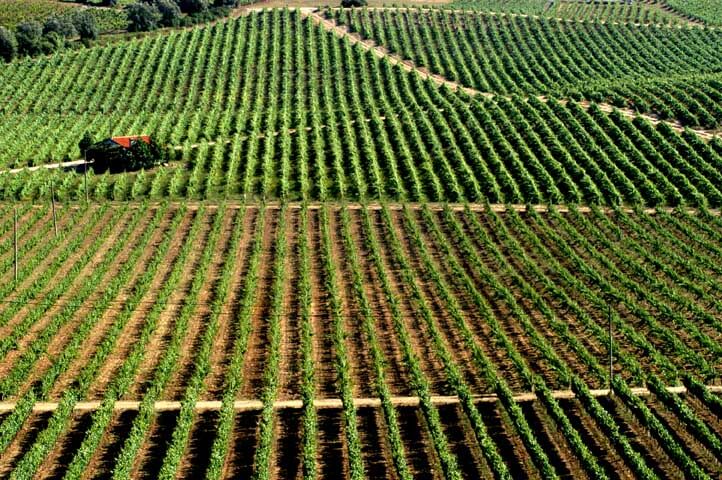 Vinho Português: As 13 Regiões Vinícolas de Portugal – LMH-Wines