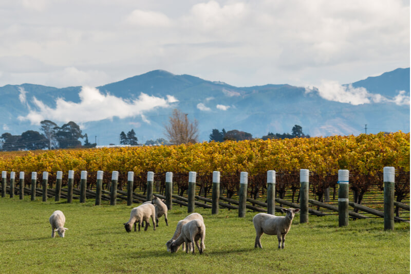 A região de Marlborough e seus vinhedos biodinâmicos.